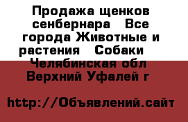 Продажа щенков сенбернара - Все города Животные и растения » Собаки   . Челябинская обл.,Верхний Уфалей г.